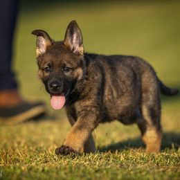 German Shepherd Puppies from Sommerfeld German Shepherds