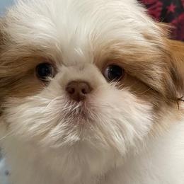Shih Tzu Puppies from Marlene Kenney's Shih Tzus