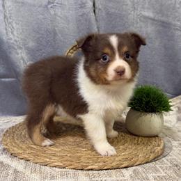 Chili - Red male Miniature American Shepherd puppy in Clinton, Missouri from Mockingbirds American Minis