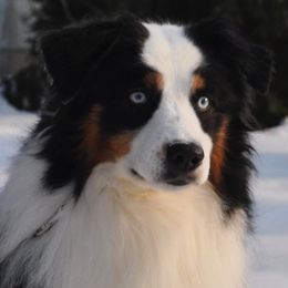 Miniature American Shepherd All Grown Up from Karen Ross's Miniature American Shepherds