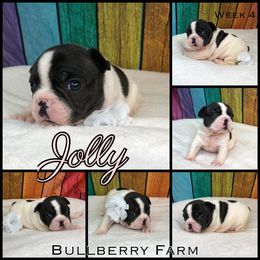 Bulldog Puppies from Bullberry Farm