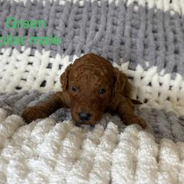 Green Collar Male - Red  male Goldendoodle puppy in Pasadena, Texas from Knightsbane Standard Poodles