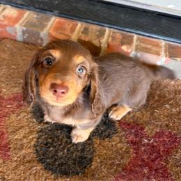 Gus Gus - Chocolate and tan male Dachshund puppy in Lubbock, Texas from K&K Mini Doxies