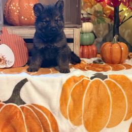 Dark blue - Sable male German Shepherd puppy in Phenix City, Alabama from Black Rose Shepherds