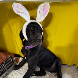 Harlow - Black and white female Great Dane puppy in Wimberley, Texas from Heart of Texas Great Danes