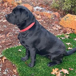 Labrador Retrievers from Mystic Mine Labradors