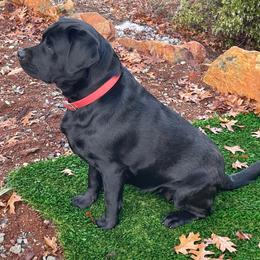 Labrador Retrievers from Mystic Mine Labradors