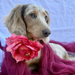 Mabel - Dachshund