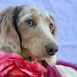 Mabel - Dachshund