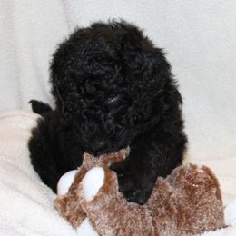 Poodle Puppies from Standard Poodles of Forest Lakes
