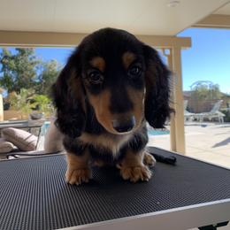 Dachshund Puppies from Dream Dachshunds