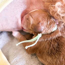 Isla - Parti female Goldendoodle puppy in Bradenton, Florida from Doodle Acres