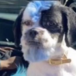 Dash - Shih Tzu
