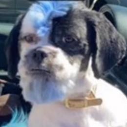 Dash - Shih Tzu