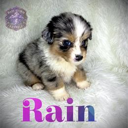 Rain - Blue merle female Miniature Australian Shepherd puppy in Lubbock, Texas from Baby Storm Kennels