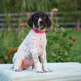 Marina - Liver and white female German Shorthaired Pointer puppy in Chocowinity, North Carolina from Foxtail Hollow