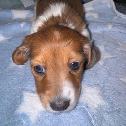 Sparkles - Dapple female Dachshund puppy in Copperas Cove, Texas from Creme de la Creme Dachshunds
