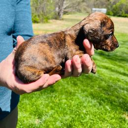 Benson - Brindle male Dachshund puppy in Milroy, Pennsylvania from Not Your Average Weiner