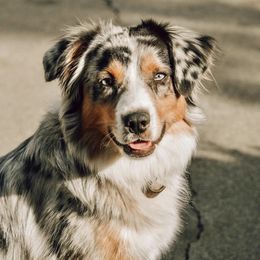 Miniature American Shepherds from Serendipity Farm
