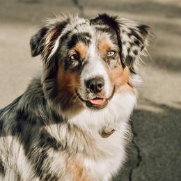 Miniature American Shepherds from Serendipity Farm