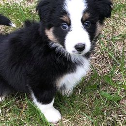Australian Shepherd Puppies from Bear Pond Aussies