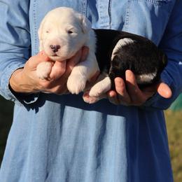 Poppy - Gray and white female Old English Sheepdog puppy in Cleveland, Tennessee from Narrow Path Old English & Sheepadoodles