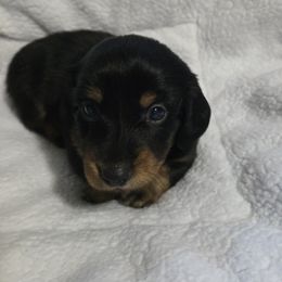 Dachshund Puppies from Neeley Family's Weenies