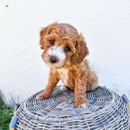 Rumi - Red  female Goldendoodle puppy in Woodland Hills, Utah from The Fairy Paw Mother