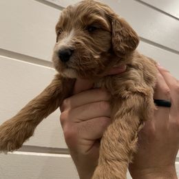 Goldendoodle Puppies from Our Golden Willow