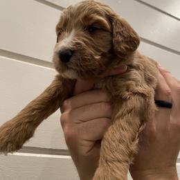 Goldendoodle Puppies from Our Golden Willow