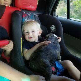 Boston Terrier and French Bulldog Puppies from Willis Family Bostons