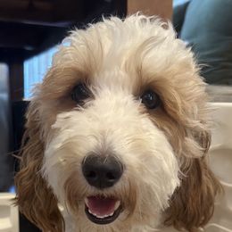 Goldendoodles and Golden Retrievers from GoldenDoodle Love