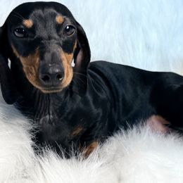 Missy - Dachshund
