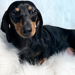 Missy - Dachshund
