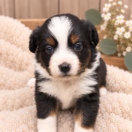 Fern - Black tri male Miniature Australian Shepherd puppy in Oroville, California from Diamond Arrow Aussies