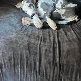 Great Dane Puppies from Dana's Danes