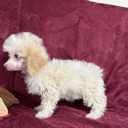 Jackal - Apricot male Poodle puppy in Pounding  Mill, Virginia from Rosa's Chihuahuas
