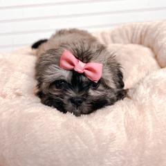 Mal-Shi and Maltese Puppies from Petite Pawz