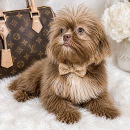 Baron - Lilac male Shih Tzu puppy in Riverside, California from Be Dazzled Shihtzu