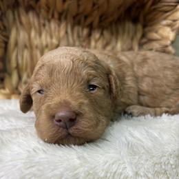 Grape - Red  female Goldendoodle puppy in Cleveland, Georgia from The O.G. Doodles