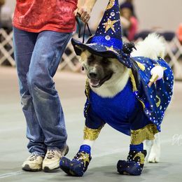 Akita All Grown Up from Mayoke Akitas