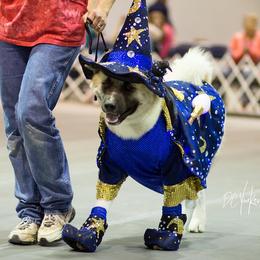 Akita All Grown Up from Mayoke Akitas
