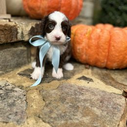 Charlie - Chocolate male Australian Labradoodle puppy in Trussville, Alabama from Cahaba Doodles