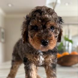Male No. 1 Phantom Merle - Merle male Bernedoodle puppy in Modesto, California from Central Valley Canine Companions