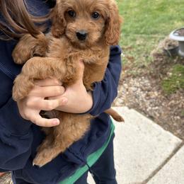 Cavapoo Puppies from Panda Puppies