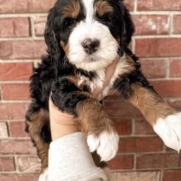 Baker - Tri-color male Bernedoodle puppy in Ammon, Idaho from Little Stone Bernedoodles