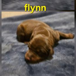 Flynn - Red and rust male Doberman Pinscher puppy in Mount Orab, Ohio from Heyne Kennels