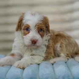Dakota - Yellow and white female Bernedoodle puppy in Dundee, Ohio from Down Home Doodle