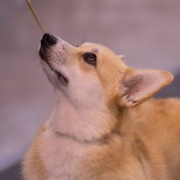 American Corgis and Pembroke Welsh Corgis from Nightstreak Corgis