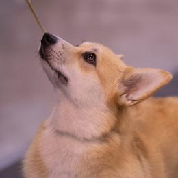 American Corgis and Pembroke Welsh Corgis from Nightstreak Corgis